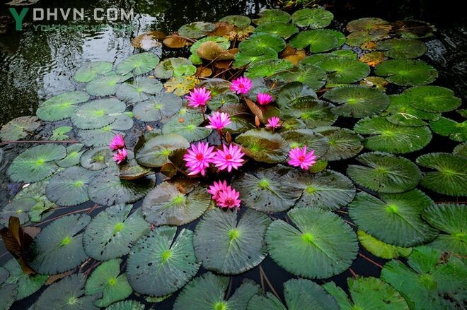 Cây Súng - Nymphaea stellata Willd., thuộc họ Súng - Nymphaeaceae.