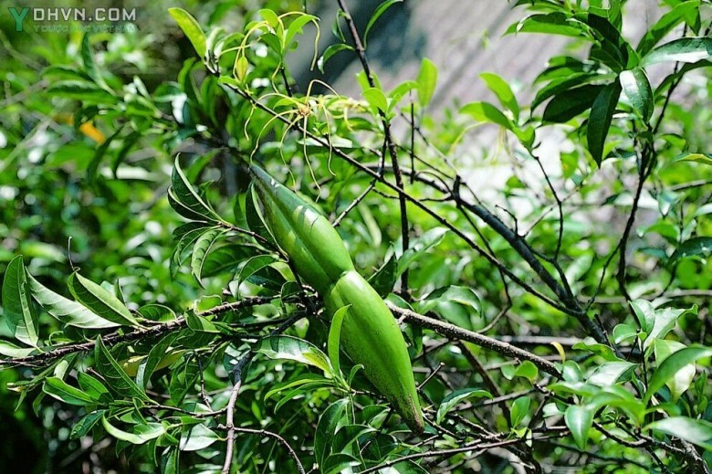 Cây Sừng dê, Sừng bò - Strophanthus divaricatus (Lour.) Hook. et Arn., thuộc họ Trúc đào - Apocynaceae.