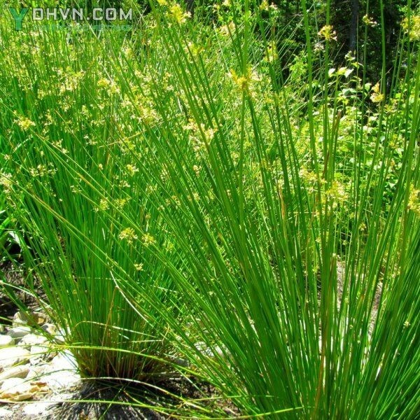 Cây Bấc, Bấc lùng. Cỏ bấc đèn - Juncus effusus L., thuộc họ Bấc - Juncaceae.