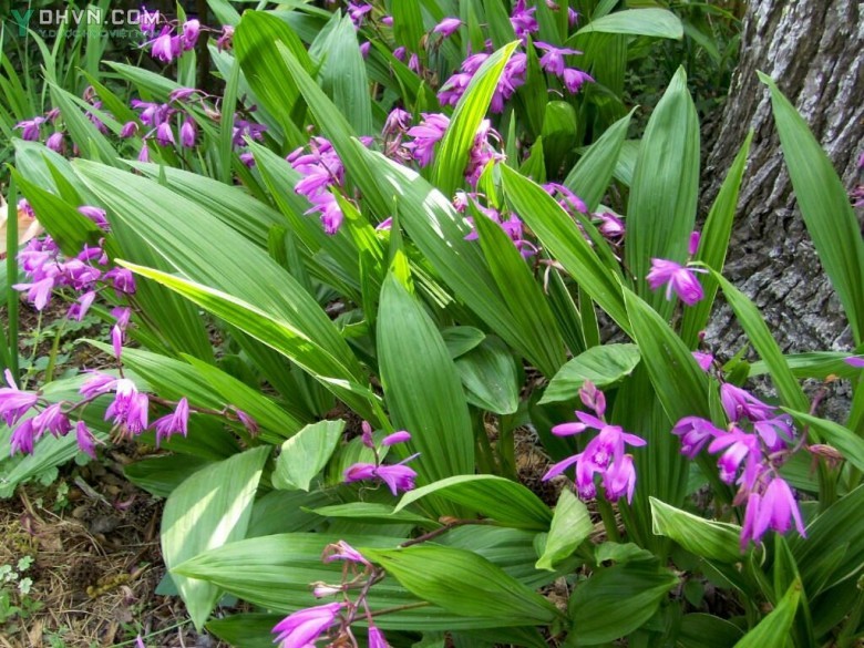 Cây Bạch cập - Bletilla striata (Thunb) Reichb L, thuộc họ Lan - Orchidaceae.