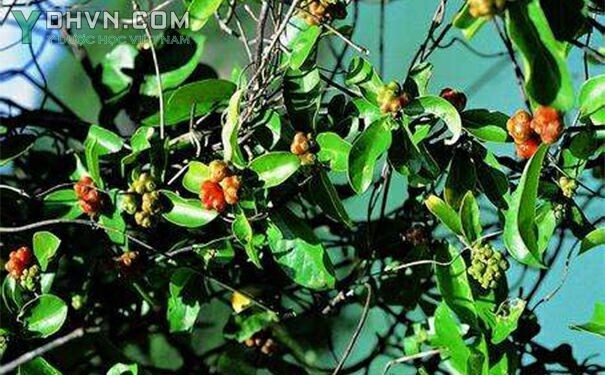 Cây Ba kích còn có tên là Dây ruột gà - Morinda officinalis How, thuộc họ Cà phê - Rubiaceae.