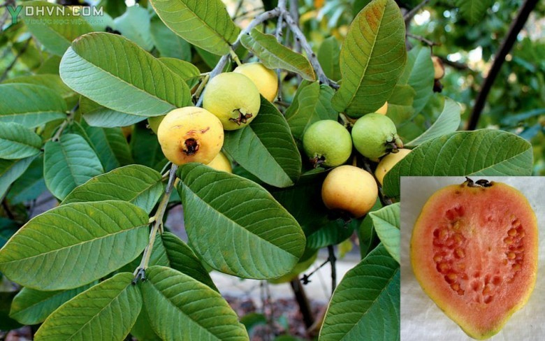 Cây Ổi - Psidium guajava L., thuộc họ Sim - Myrtaceae.