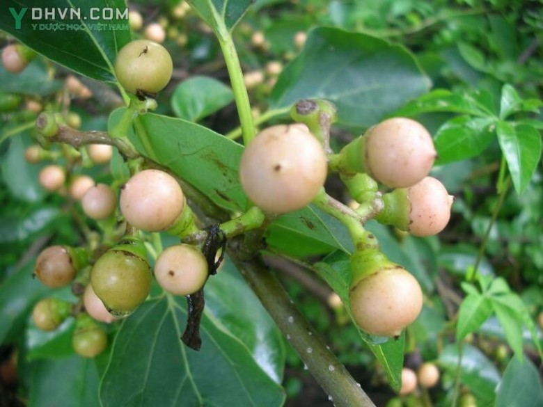 Cây Thiên đầu thống, Ong bầu, Trái keo - Cordia dichotoma Forst. f. (C. obliqua Wall.), thuộc họ Ngút - Cordiaceae.