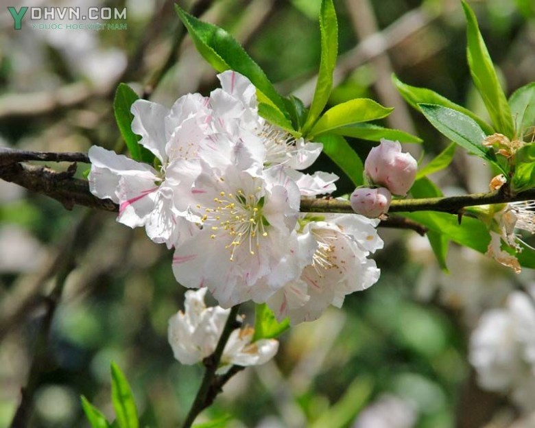 Cây Ðào - Prunus persica (L,) Batsch, thuộc họ Hoa hồng - Rosaceae.