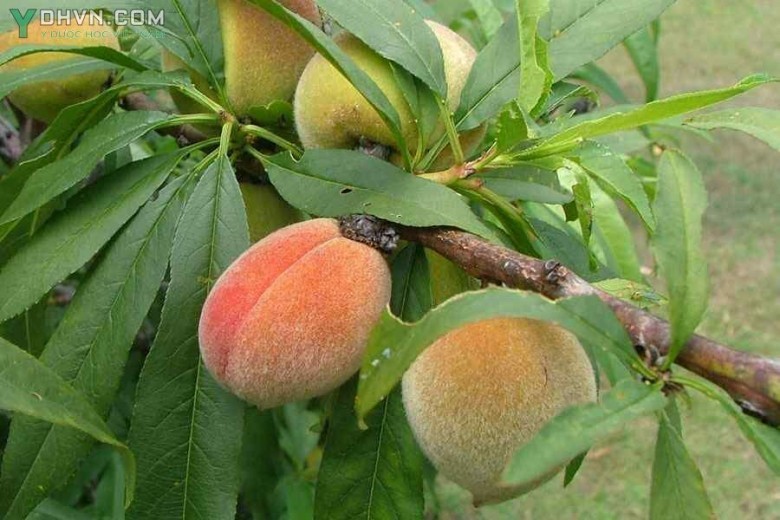 Hình ảo quả đào