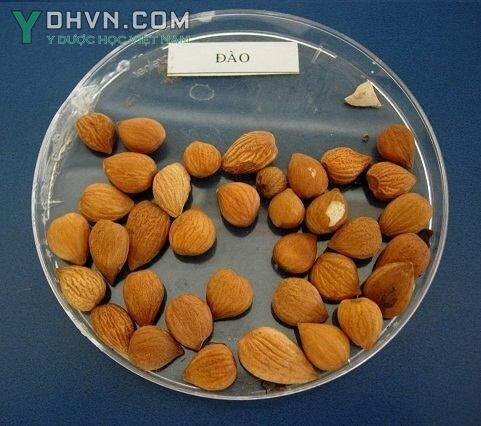 Đào nhân là nhân quả chín cây đào Prunus persica (L.) Batsch., họ hoa hồng (Rosaceae)