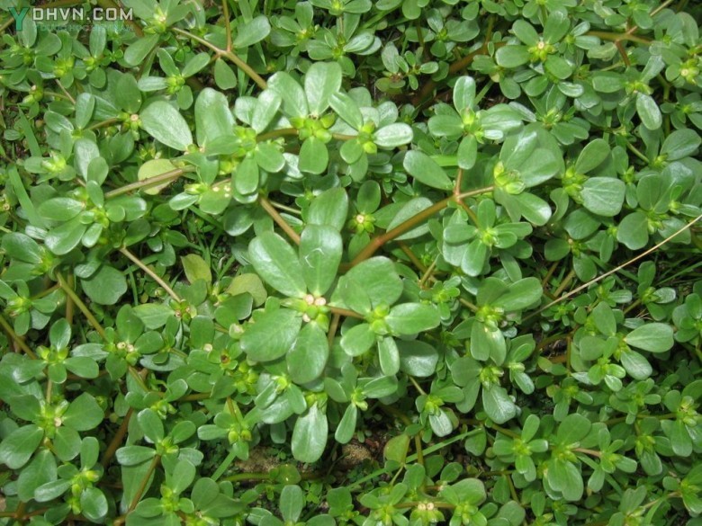 Cây Rau sam, Mã xì hiện - Portulaca oleracea L, thuộc họ Rau sam - Portulacaceae.