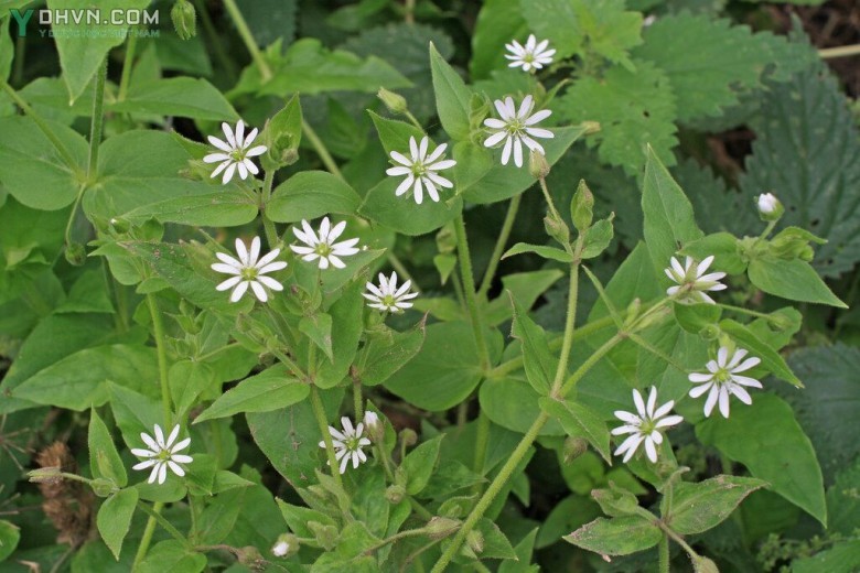 Rau xương cá, Rau hến, Cây phồn lâu - Myosoton aquaticum (L) Moeuch (Malacchium aquaticum (L) Fries) thuộc họ Cẩm chướng - Caryophyllaceae.