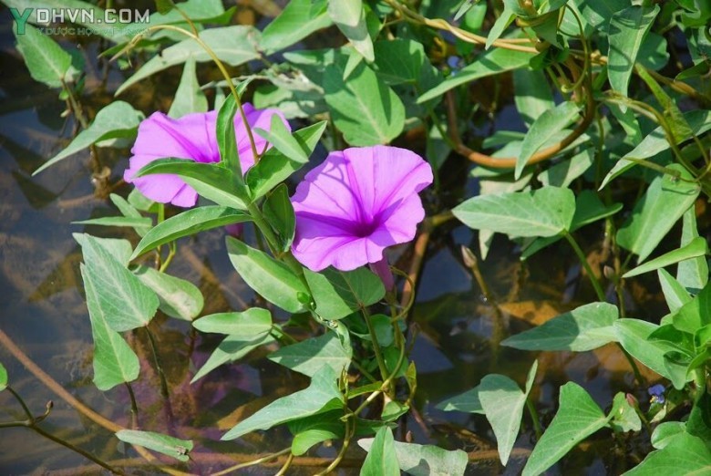 Cây Rau muống - Ipomoea aquatica Forssk, thuộc họ Khoai lang- Convolvulaceae. 