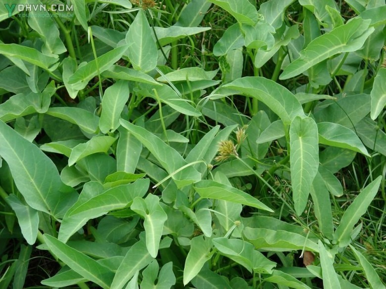 Tham khảo thêm thông tin về cây Rau muống