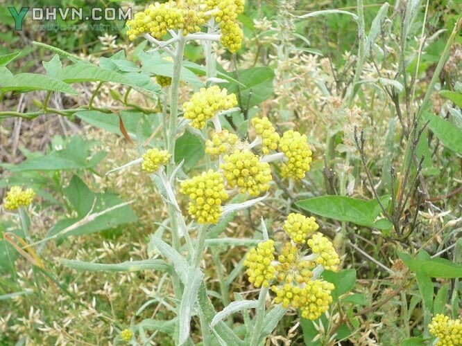 Cây Rau khúc. Rau khúc vàng - Gnaphalium affine D.Don (G.multiceps Wall.) thuộc họ Cúc - Asteraceae.