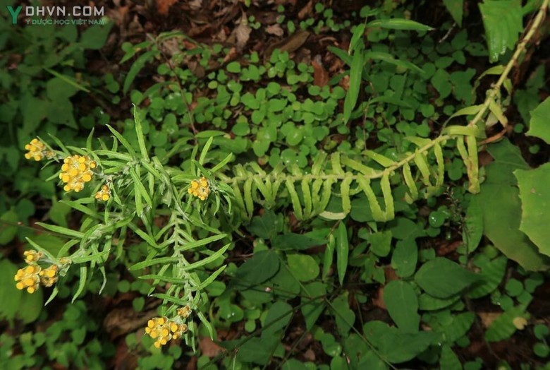 Cây Rau khúc dưới trắng - Gnaphalium hypoleucum DC. ex Wight. thuộc họ Cúc - Asteraceae.