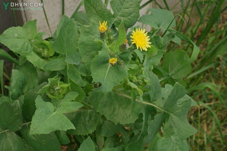 Cây Rau cúc sữa, Nhũ cúc rau, Rau diếp đắng - Sonchus oleraceus L, thuộc họ Cúc - Asteraceae.