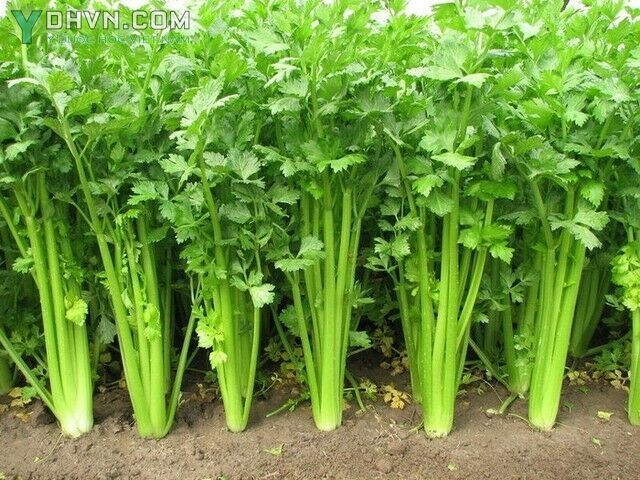Cây Cần tây, Rau cần tây - Apium graveolens L., thuộc họ Hoa tán - Apiaceae.