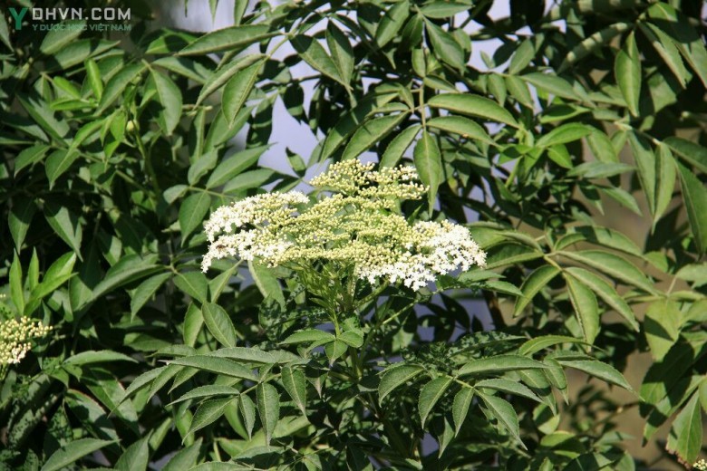Cơm cháy, Sóc dịch - Sambucus javanica Reinw. ex Blume, thuộc họ Cơm cháy - Sambucaceae.
