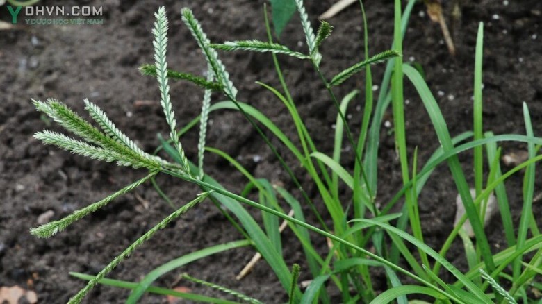 Cây Cỏ mần trầu, Cỏ vườn trầu, Cỏ màn trầu, Cỏ dáng - Eleusine indica (L.) Gaertn., thuộc họ Lúa - Poaceae.