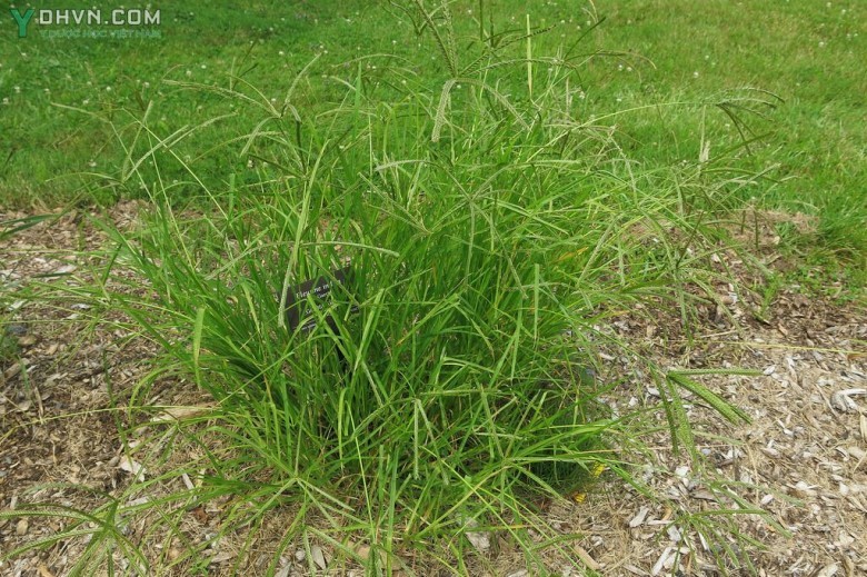 Hình ảnh bụi cỏ Mần trầu