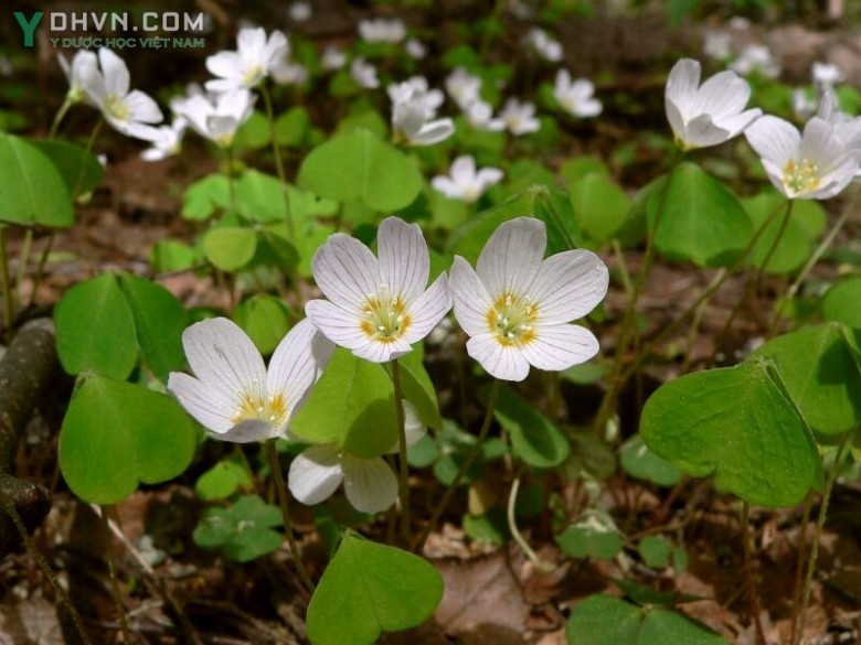 Cây Chua me đất, Me đất chua - Oxalis acetosella L., thuộc họ Chua me đất - Oxalidaceae.