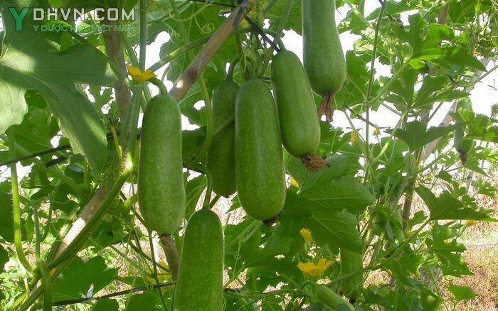 Cây Bí đao, Bí phấn, Bí xanh - Benincasa hispida (Thunb.) Cogn., thuộc họ Bầu bí - Cucurbitaceae.