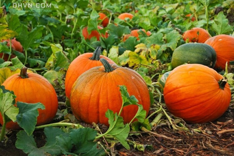 Cây Bí ngô, Bí ử, Bí sáp - Cucurbita pepo L., thuộc họ Bầu bí - Cucurbitaceae.