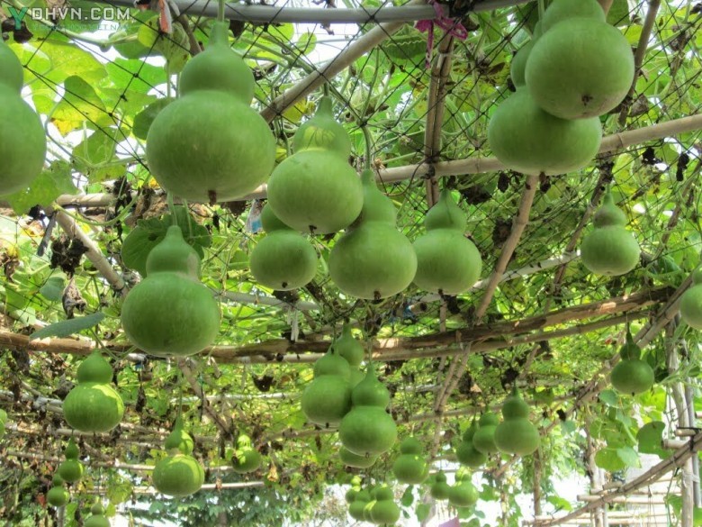 Dàn bầu hồ lô