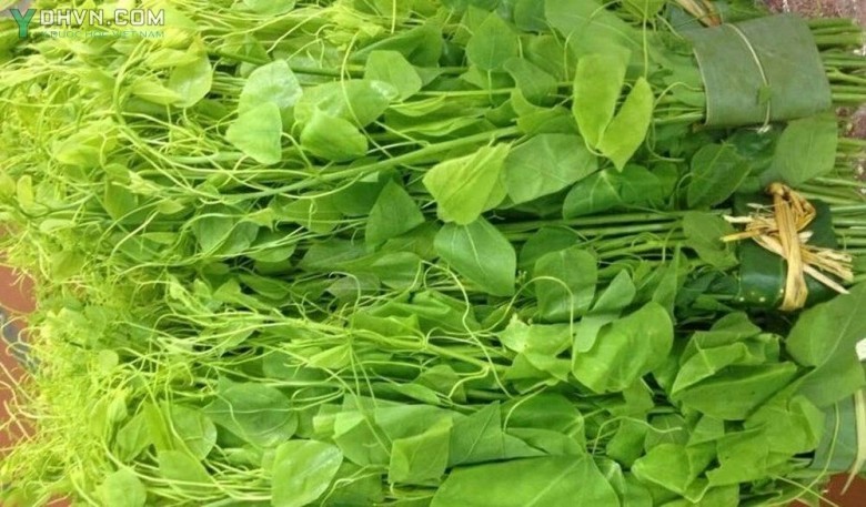 Cây Dây hương, Dây bò khai, Rau nghiến - Erythropalum scandens Blume, thuộc họ Dương đào - Olacaceae.