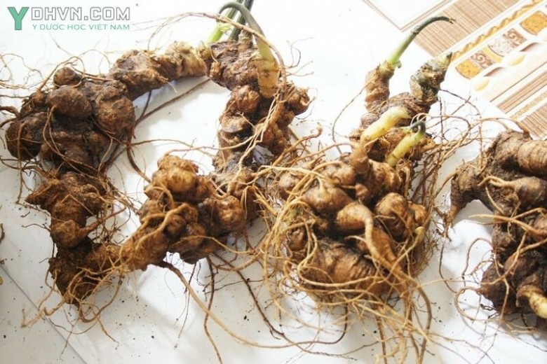 Hình ảnh củ Sâm Ngọc Linh trồng tươi