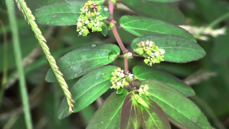 Cây Lá hến, cây Cào cào - Cỏ sữa lá ban - Euphorbia hypericifolia L. thuộc họ Thầu dầu - Euphorbiaceae.