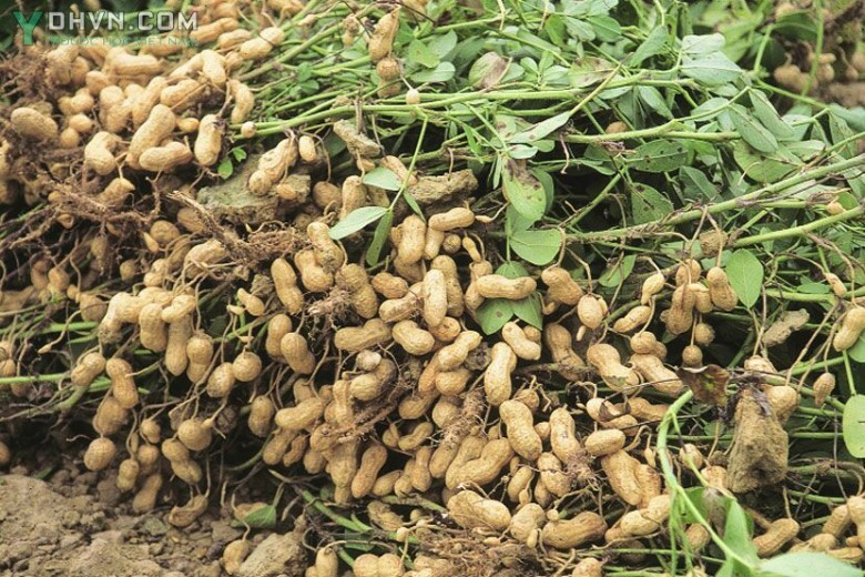 Cây Lạc, Ðậu phọng - Arachis hypogaea L. thuộc họ Ðậu - Fabaceae.
