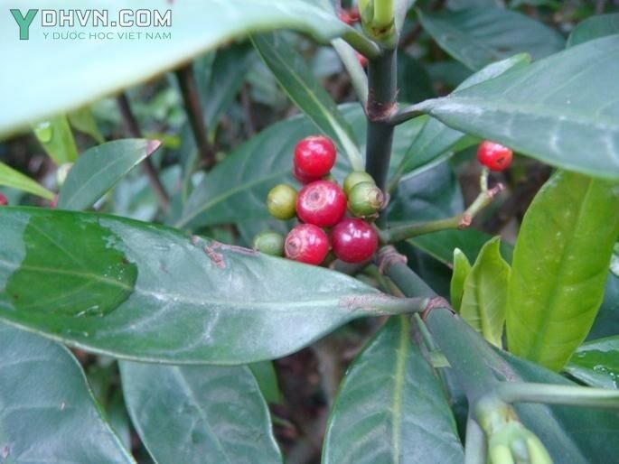 Cây Lấu, Lấu đỏ, Men sứa - Psychotria rubra (Lour.) Poir (P. reevesii Wall) thuộc họ cà phê- Rubiaceae.