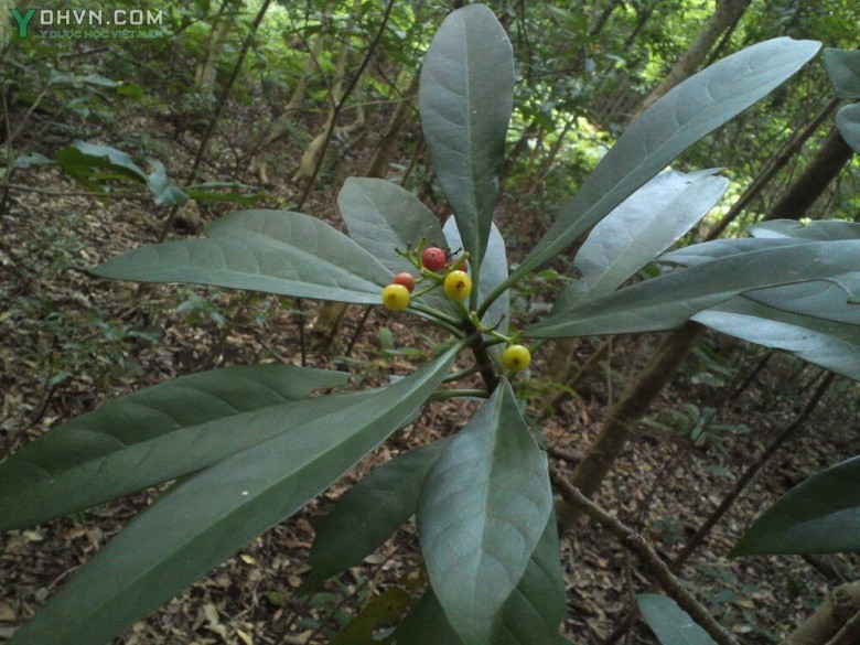 Hình ảnh cây Lấu, Lấu đỏ, Men sứa - Psychotria rubra (Lour.) Poir (P. reevesii Wall) thuộc họ cà phê- Rubiaceae.