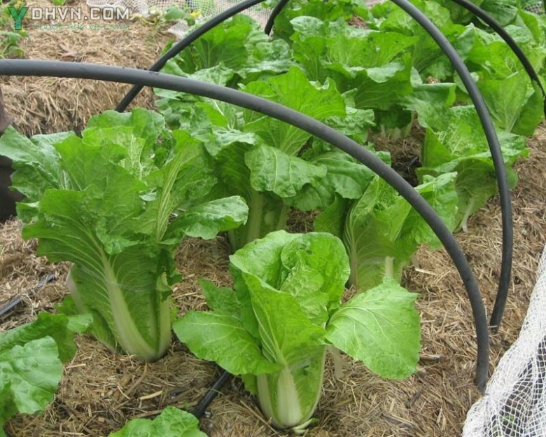 Cải thảo hay Cải bắp dài, Cải bao, Cải trắng cuốn lá -  Brasica pekinensis Rupr., thuộc họ Cải - Brassicaceae. Sách Trung Quốc ghi là Tùng, Hoàng uỷ thái; người Trung Quốc còn gọi là Cải Thiên tân.