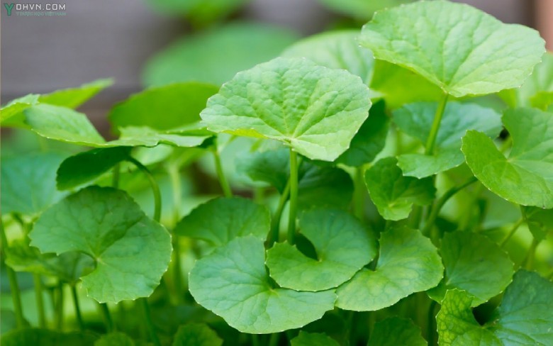 Cây Rau má - Centella asiatica (L.) Urb thuộc họ Hoa tán - Apiaceae.