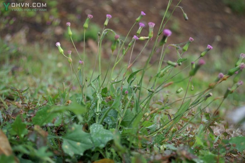 Cây Rau má lá rau muống, Rau chua lè, Cỏ huy - Emilia sonchifolia (L) DC, thuộc họ Cúc - Asteraceae.
