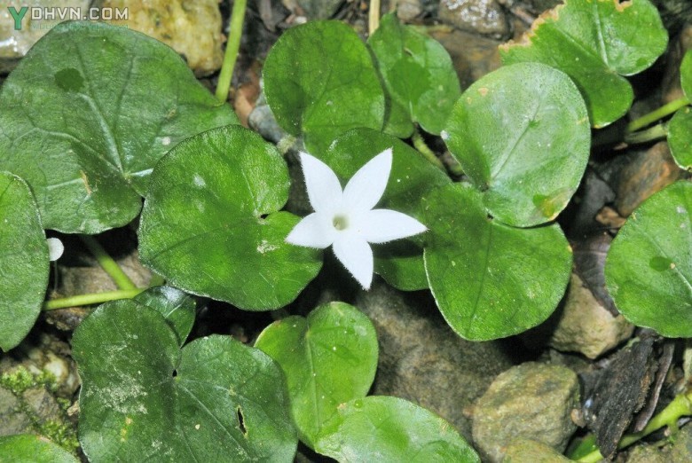 Cây Rau má núi - Geophila herbacea (L) Kuntze (G reinformis Don). thuộc họ Cà phê - Rubiaceae
