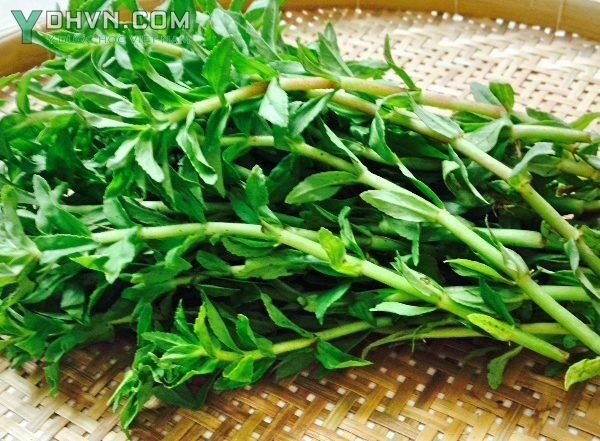 Cây Rau ngổ, Ngổ trâu, Ngổ đất, Ngổ hương - Enydra fluctuans Lour, thuộc họ Cúc - Asteraceae.
