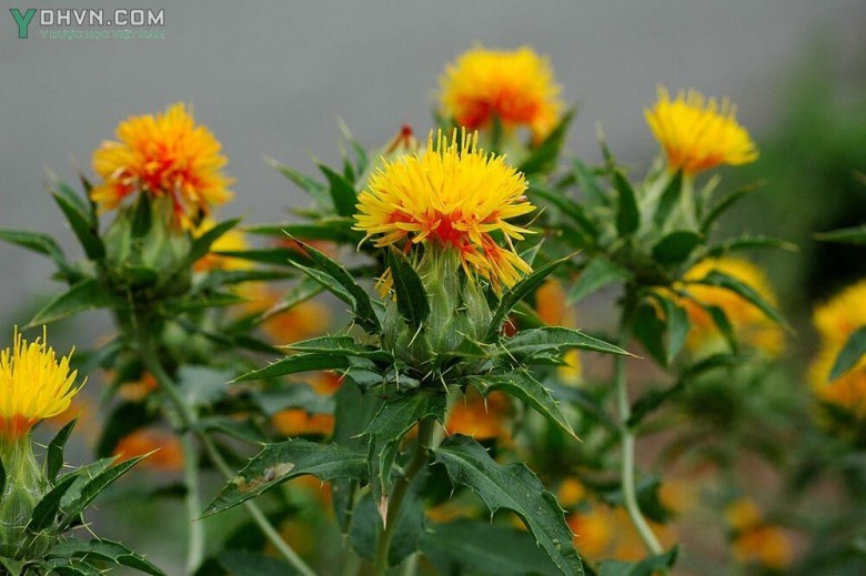 Cây Hồng hoa, Rum - Carthamus tinctorius L., thuộc họ Cúc - Asteraceae.