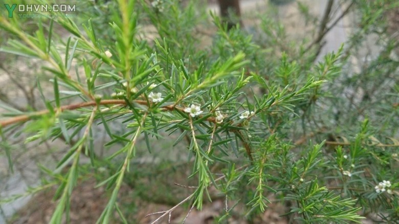 Cây Chổi, Chổi sể, Chổi trện, Thanh hao - Baeckea fruttescens L., thuộc họ Sim - Myrtaceae.