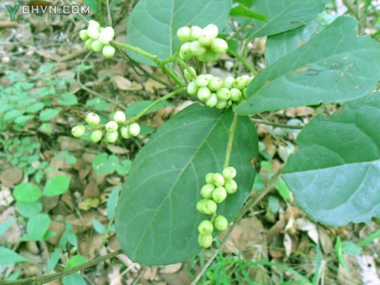 Cây Chòi mòi, Chu mòi - Antidesma ghaesembilla Gaertn, thuộc họ Thầu dầu - Euphorbiaceae.