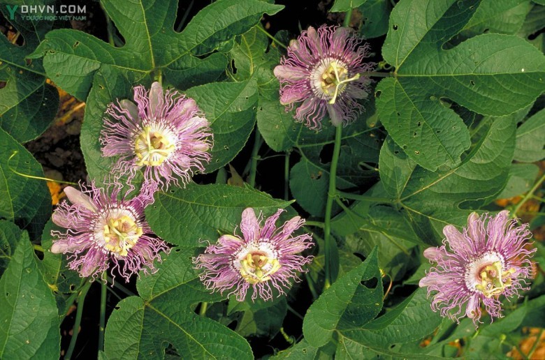 Cây Lạc tiên cảnh - Passiflora caerulea L., thuộc họ Lạc tiên- Passifloraceae.