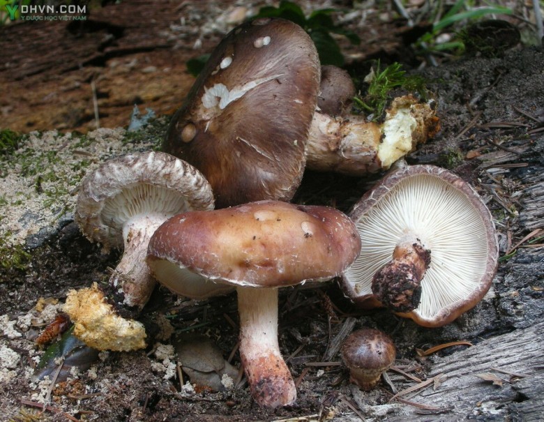 Cây Nấm hương, Nấm đông cô - Lentinus elodes (Berk.) Singer, thuộc họ Nấm sò - Pleurotaceae.