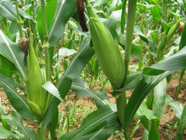 Cây Ngô hay Bắp - Zea mays L., thuộc họ Lúa - Poaceae.