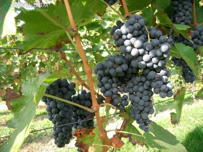 Cây Nho - Vitis vinifera L., thuộc họ Nho - Vitaceae.