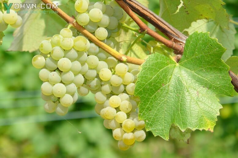Hình ảnh tham khảo thêm về các loại quả Nho