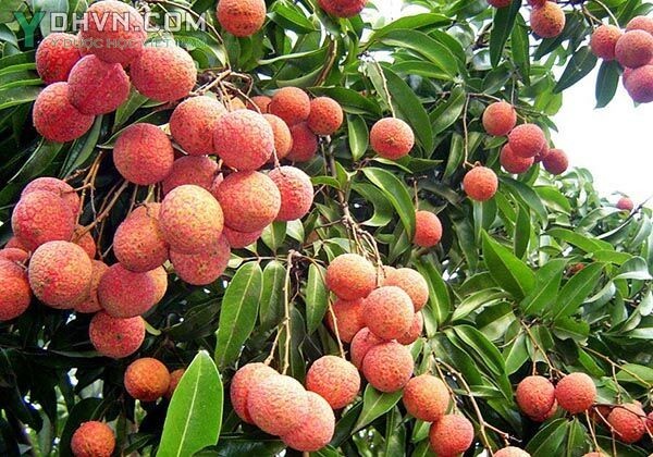 Vải - Litchi chinensis Sonn., thuộc họ Bồ hòn - Sapindaceae.