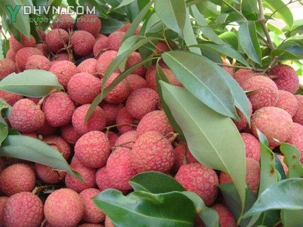 Cây Vải ở Việt Nam