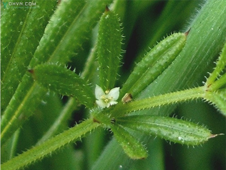 Cây Vấn vương - Galium aparine L., thuộc họ Cà phê - Rubiaceae.