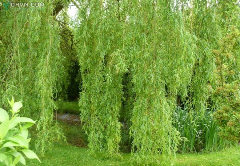 Cây Liễu - Salix babylonica L., thuộc họ Liễu - Salicaceae.