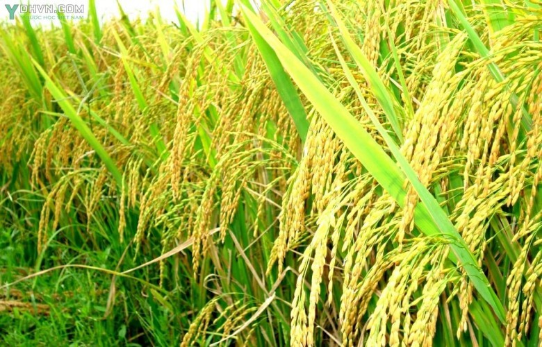 Cây Lúa - Oryza sativa L., thuộc họ Lúa - Poaceae.