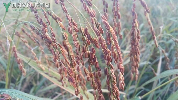 Hình ảnh cây lúa nếp đen trồng tại huyện Kim Sơn, tỉnh Ninh Bình